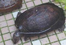 缅甸黑山龟和庙龟哪个好呢（缅甸黑山龟和庙龟哪个好?）