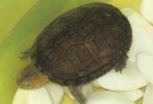 阿拉莫泥龟的价格是多少（阿拉莫泥龟的价格取决于它的大小、品种和出处）