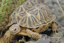 帐篷陆龟多少钱一只（帐篷陆龟多少钱一只?你买亏了吗?）