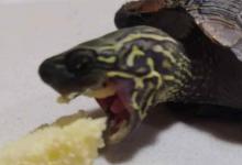 宠物龟不吃龟粮怎么办（宠物龟不吃龟粮可能是由于新的环境它还不适应,主人可以再观察两）