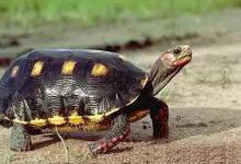 哥伦比亚红腿陆龟的寿命多长?