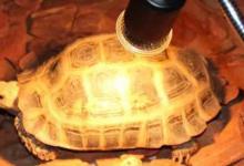 晒龟用什么灯（UVA灯的优点是什么?）