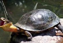 流星泽龟如何饲养（流星泽龟如何饲养?）