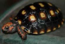 樱桃红腿陆龟怎么饲养（樱桃红腿陆龟怎么饲养?）