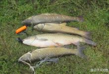 三伏天也能钓草鱼，用对这2种钓法，大草鱼能连竿