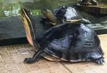 话说（安布闭壳龟爬动较少2）