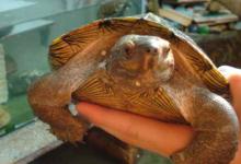 木雕水龟好养吗（木雕水龟好养吗?_新闻中心）