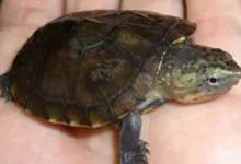 动胸龟的价格多少（动胸龟的价格多少?看看你有没有买贵了!）