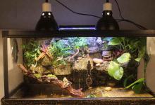 龟晒背灯有用吗（龟晒背灯一般可以选择UVB灯）