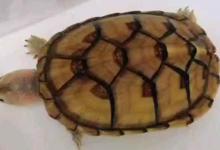 白唇蛋龟怎样繁殖（白唇蛋龟怎样繁殖?那些你不知道的事）