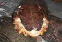 齿缘龟和亚巨的区别是什么（齿缘龟和亚巨的区别是什么?）