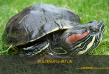 养金钱龟的正确方法（人工养殖的场地:乌龟的饲养可没有想象中的那么简单）