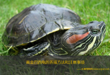 生长环境,乌龟必须养在水里,这个相信大家都知道,这里面有个问