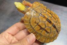 三线闭壳金钱龟好养吗（三线闭壳金钱龟好养吗?）