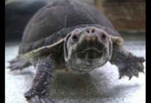 非洲棱背泥龟的寿命（一文详解：非洲棱背泥龟的寿命）