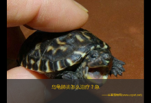 乌龟肺炎怎么治疗（乌龟肺炎大多是由于水温急剧变化导致的）