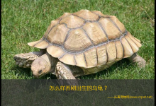 怎么样养刚出生的乌龟（小乌龟刚出生的时候是不能直接入水的,注意先不要挪动它）