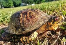 湾岸箱龟是陆龟吗（湾岸箱龟是陆龟吗?）