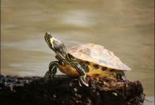 黄腹滑龟凶猛吗（黄腹滑龟并不是一种凶猛的动物）