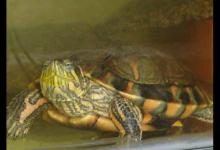 你们说（斑彩龟的外表有明显的斑纹）