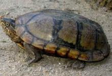 瓦哈卡泥龟的寿命是多少（瓦哈卡泥龟的寿命是多少?）