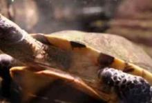 红头扁龟的寿命是多少年（红头扁龟的寿命是多少年?）