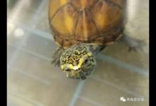 阳台养小体型龟，轻轻松松年入超十万？