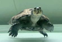 猪鼻龟可以和清道夫混养吗（猪鼻龟可以和清道夫混养吗?）