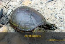 绿毛龟培育技巧（绿毛龟的绿毛梳理及修剪）