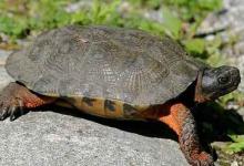 木雕水龟价格是多少（木雕水龟的市场价格,一般7000元左右）