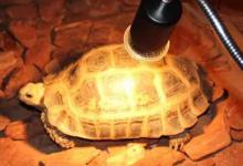 龟要晒背灯吗（龟要晒背灯吗?这取决于乌龟能接受到自然光照的时间来决定）