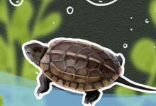 乌龟怎样喂养（饲养乌龟的注意事项）