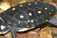 星点水龟怕盐吗（星点水龟怕盐吗?不知道的话会出大问题!）