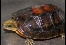 金头闭壳龟是黄额吗（金头闭壳龟是黄额吗?）