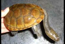 国内市场上（长身蛇颈龟的价格是多少）