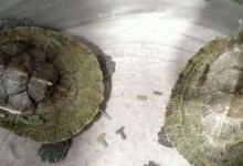 龟不吃龟粮怎么办