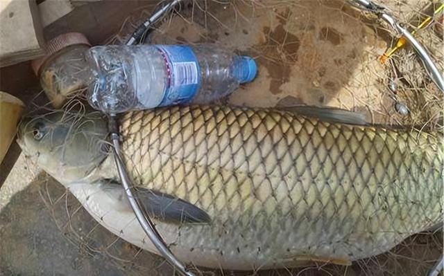 三,令人惊叹的巨型草鱼