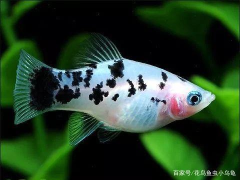 想养鱼吗？总结市场上常见的50种观赏鱼，总有一款适合你_观赏鱼_爱钓鱼