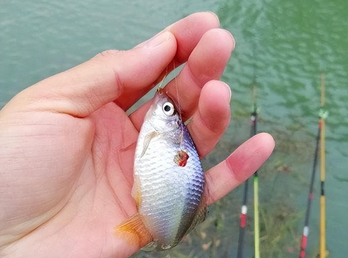 那是你不会正确使用这几种避小鱼钓大鱼的方法