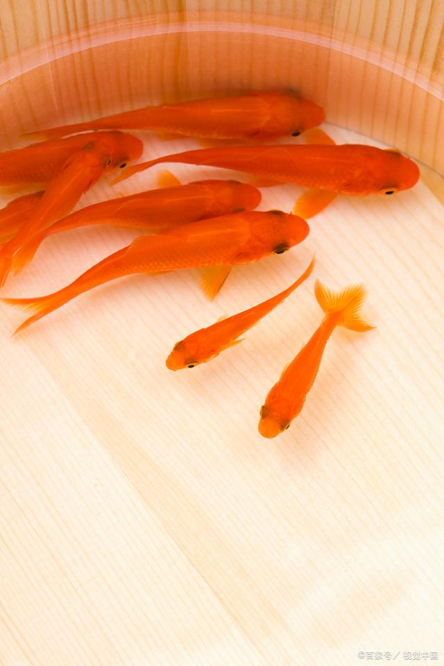 对于观赏鱼有了一点心得