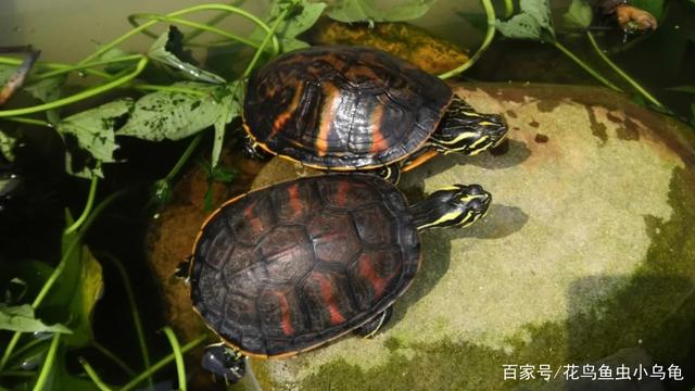 常见乌龟品种,总有一种适合你养,你都养过哪些_宠物龟_爱钓鱼