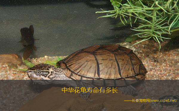 中华花龟寿命有多长(人工喂养的花龟寿命一般在二十五年左右,可以活到