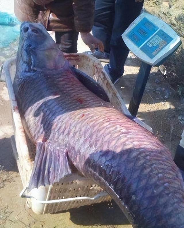 三,令人惊叹的巨型草鱼