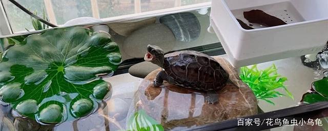常见乌龟品种，总有一种适合你养，你都养过哪些_宠物龟_爱钓鱼