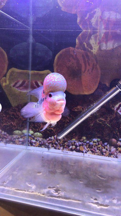 这样养,才不咬你手!