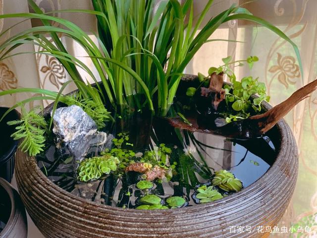 一个大水缸引发的奇想,一起古法养鱼呀,懒人养鱼必备