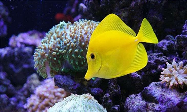 长春哪里有卖鱼的 哪个位置(长春大自然花鸟鱼虫市场有卖鱼的,在绿园