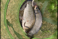 鲤鱼难钓？因为你窝料用错了，这种桌上常见的食物是鲤鱼的最爱