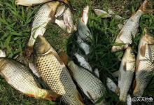 夏天野钓，跟着钓鱼谚语找鱼窝，选对钓位连竿上鱼