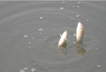 如何让窝点鱼上鱼不断，这几点补窝技巧要牢记，合理运用才能爆护